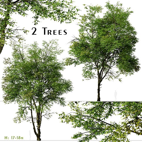 Set of Chinese ash or Fraxinus chinensis Tree - 2 Trees