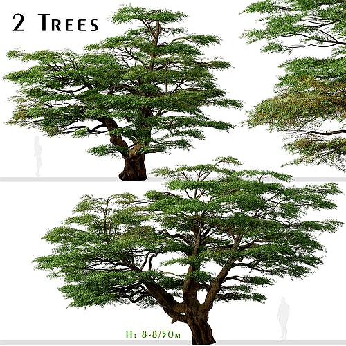 Set of Lebanon Cedar or Cedrus libani  Tree - 2 Trees