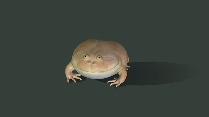 Toad Budgetts frog