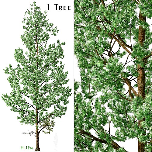 Douglas Fir or Pseudotsuga menziesii Tree - 1 Tree