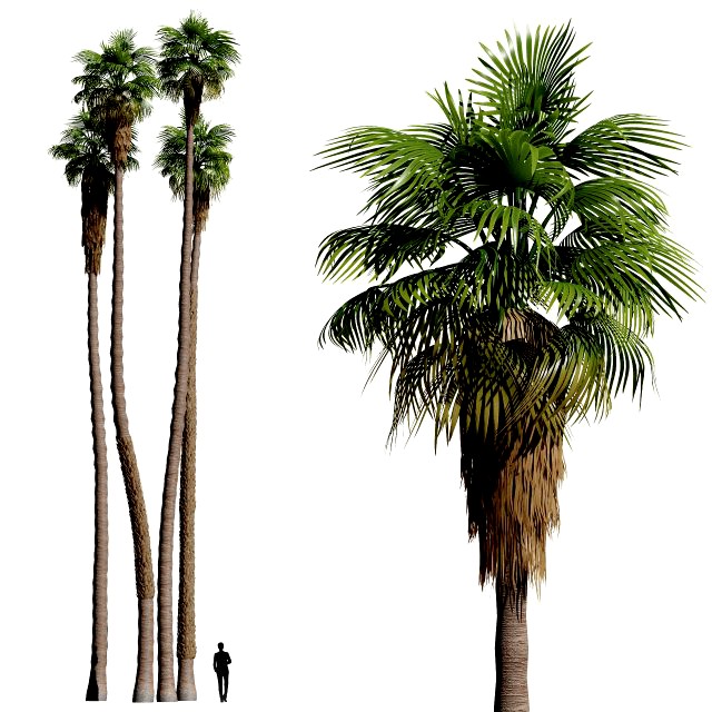 California fan palm trees Washingtonia Robusta