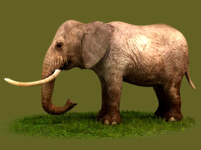 Animated elephant africa heavy mammal animal tusk safari