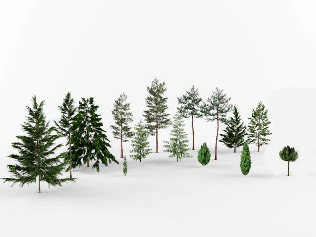 Collection Coniferous trees