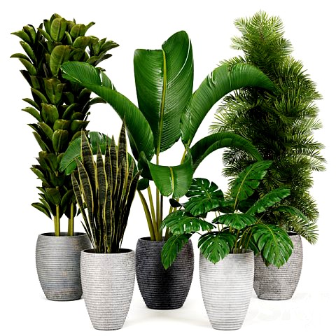 Indoor Plants Collection 2