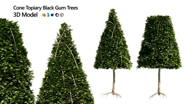 2 Cone topiary tree shape black gum tree