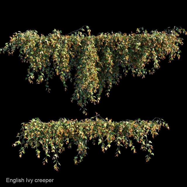 english ivy creeper