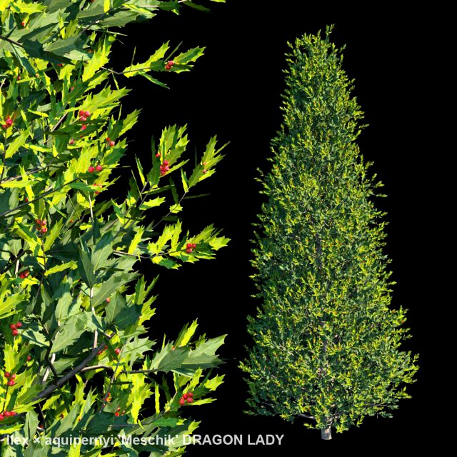 ilex aquipernyi meschik dragon lady