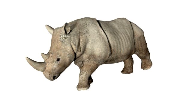 rhinoceros rhino