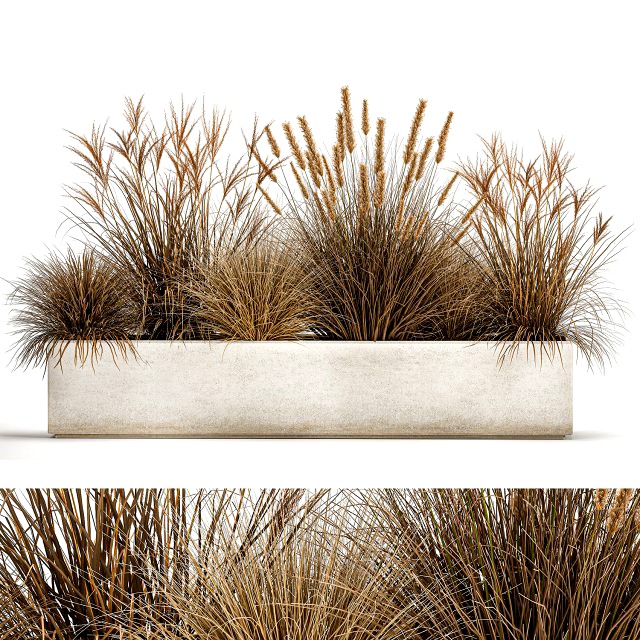 pampas grass for landscaping 1072