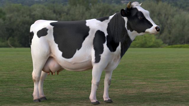 cow pro holstein