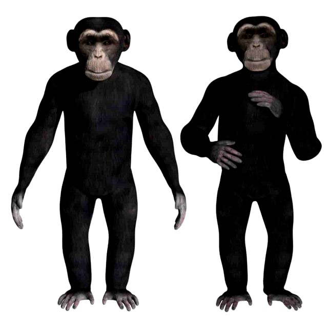 rigged chimpanzee