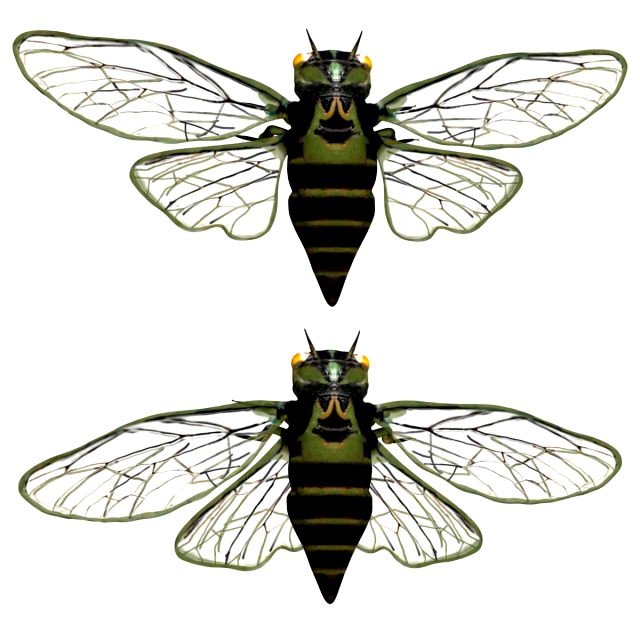 rigged cicada