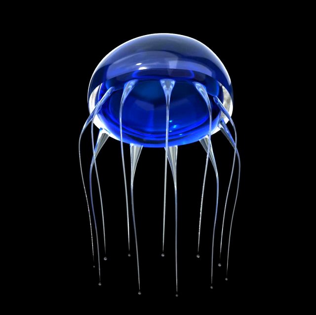 jelly fish jellyfish