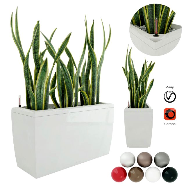 sansevieria in the pot lechusa cararo