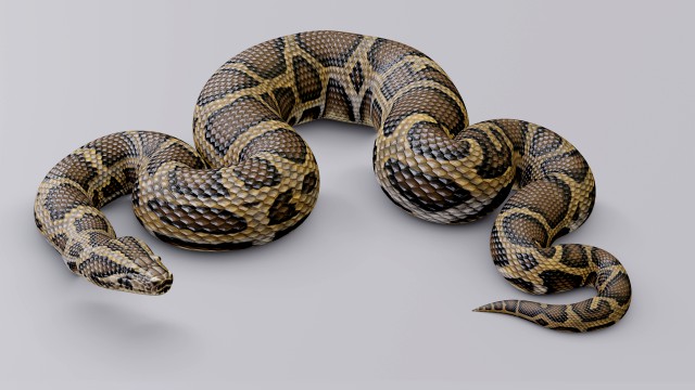 burmese python - animated