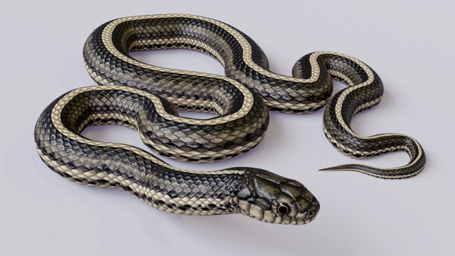 garter snake - animated