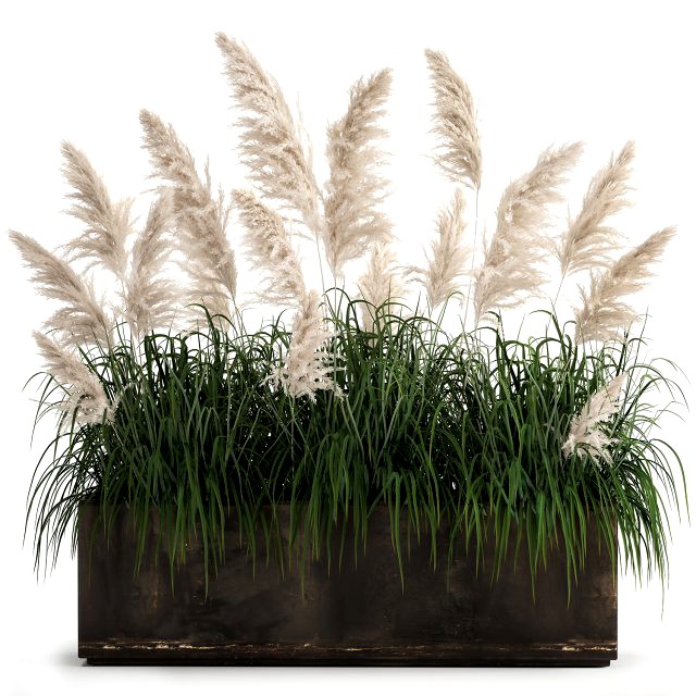 white reeds in a rusty flowerpot for the interior 1033