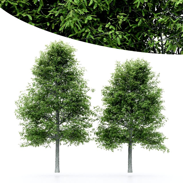 2diffrent tree shingle oak 3 trees models in the scene