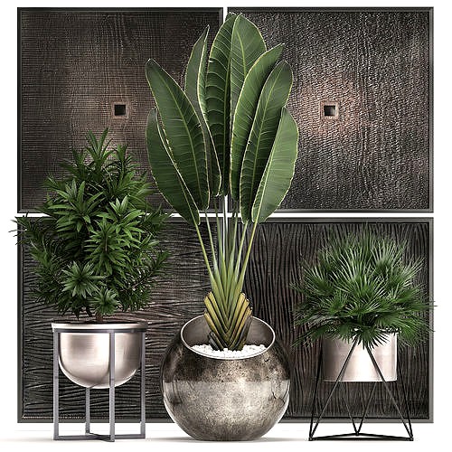 Decorative plants in flower pots for the interior 469