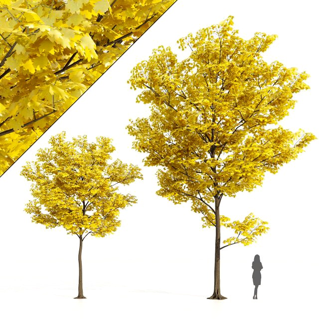yellow leaf autumn tree plant v06