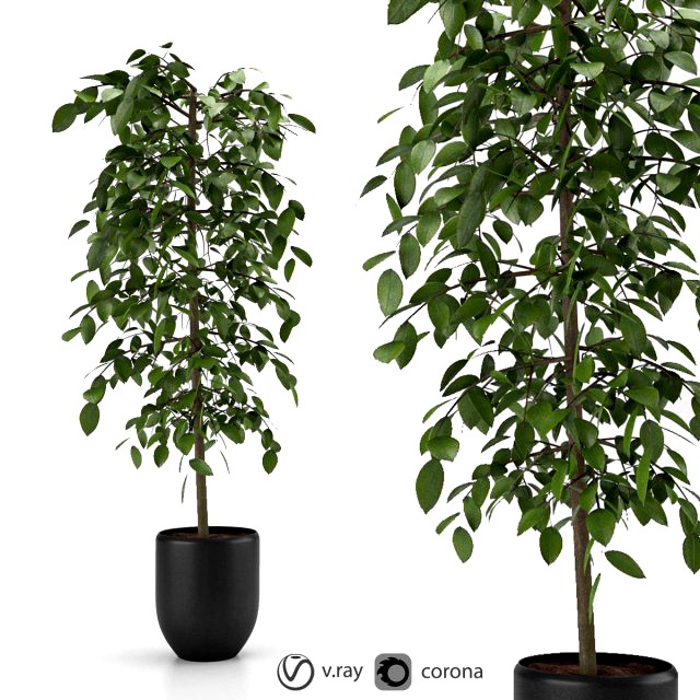 indoor and outdoor benjamina plant 8