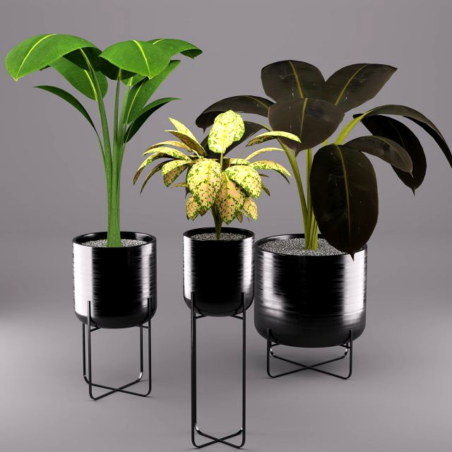 indoors plants