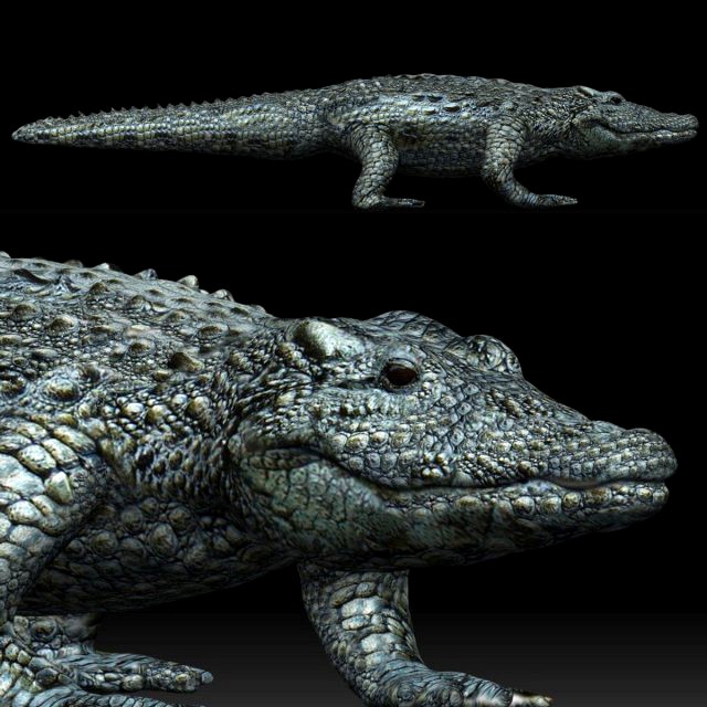 alligator crocodile