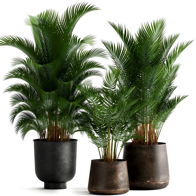 decorative palm in a flowerpot for the interior 954
