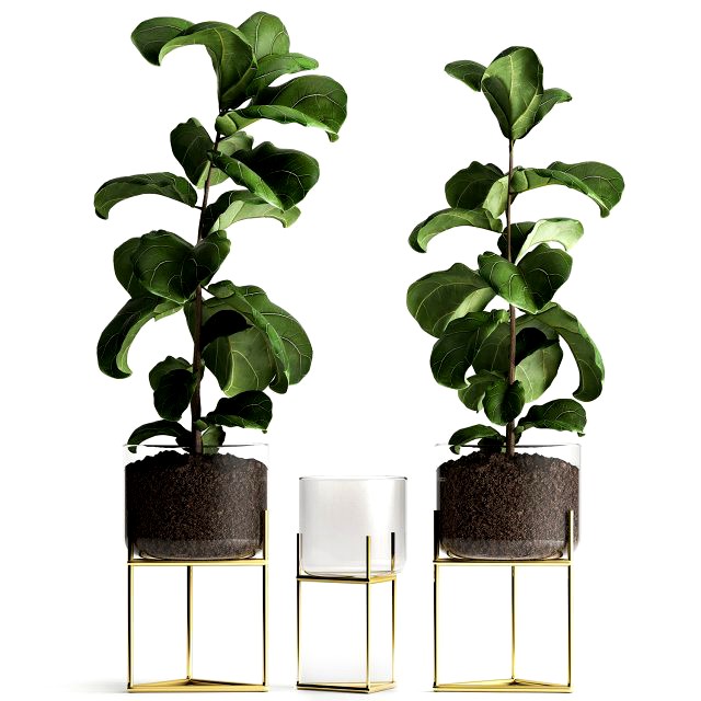 ficus lyrata trees in a glass flowerpot 960