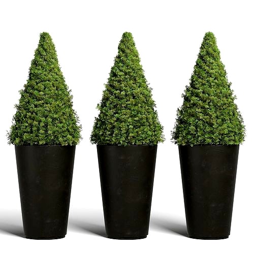 Topiary Cypresses in Modern Planters - Set 02