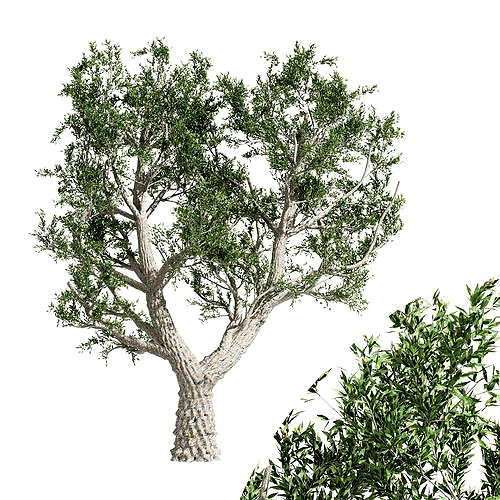 tree African Olive 01