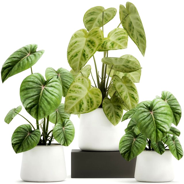 houseplants in a pot for the interior 890