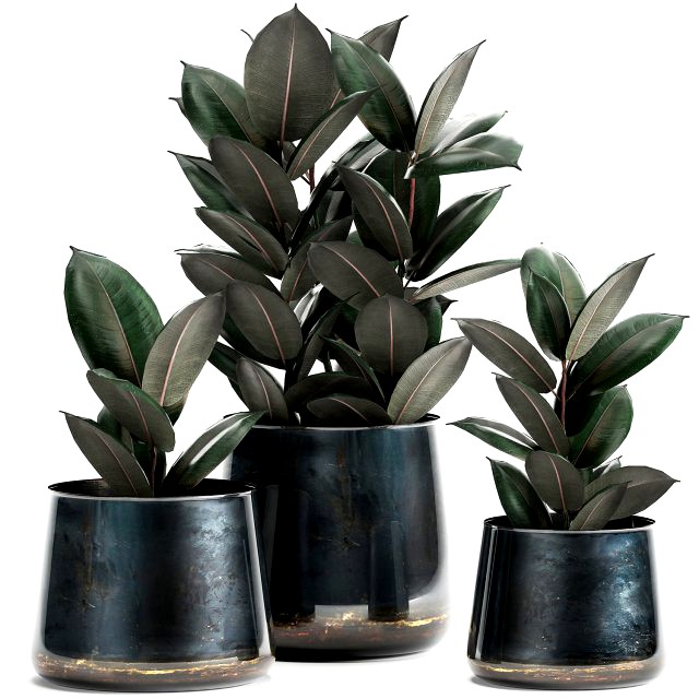 ficus trees in a pot for the interior 868