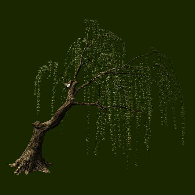 willow-plant 12