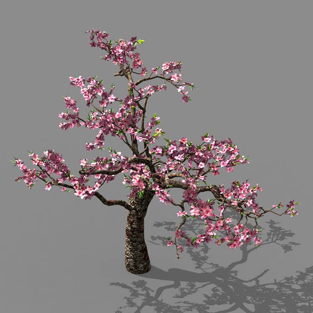 outdoor-nature-travel-peach blossom 12