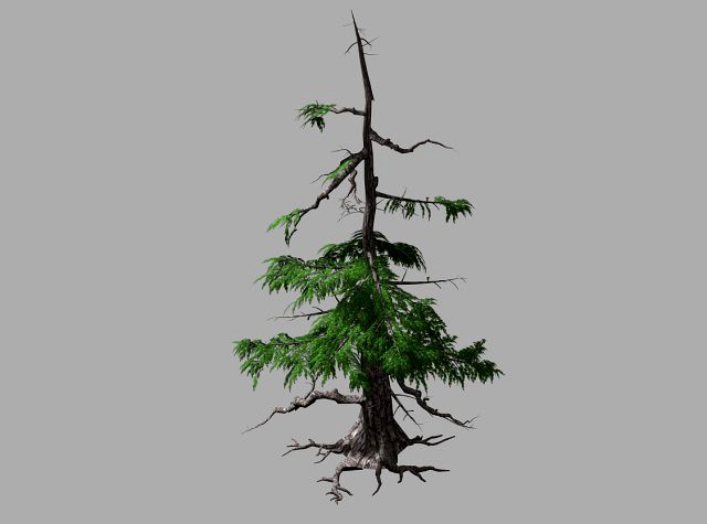 landscape-season-pine tree 07