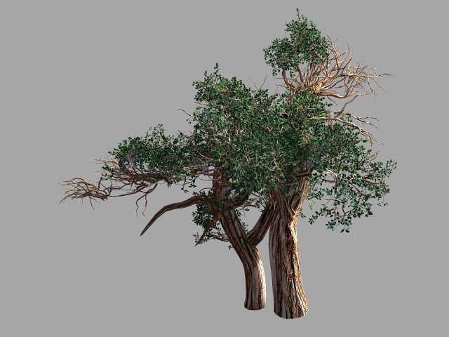 populus euphratica-poplar-special tree 31