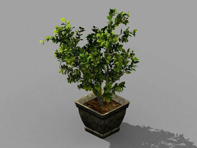 datang-south-bonsai 25