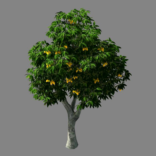 lilac garden-mango tree 03