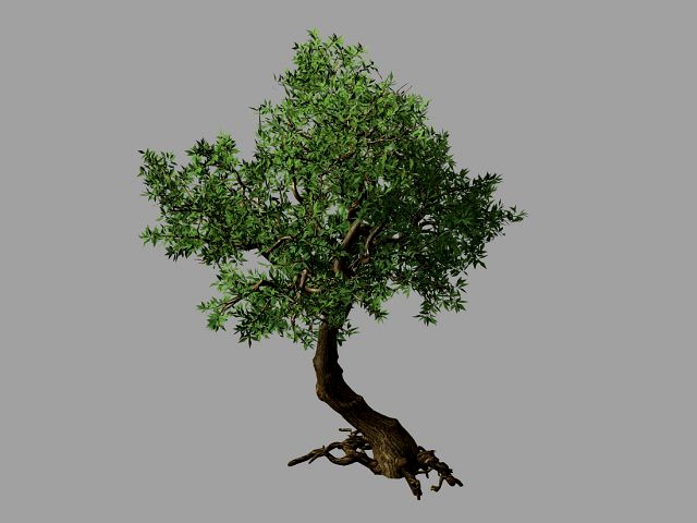 osmanthus tree-shrub-vine-grass-fern-alga 12