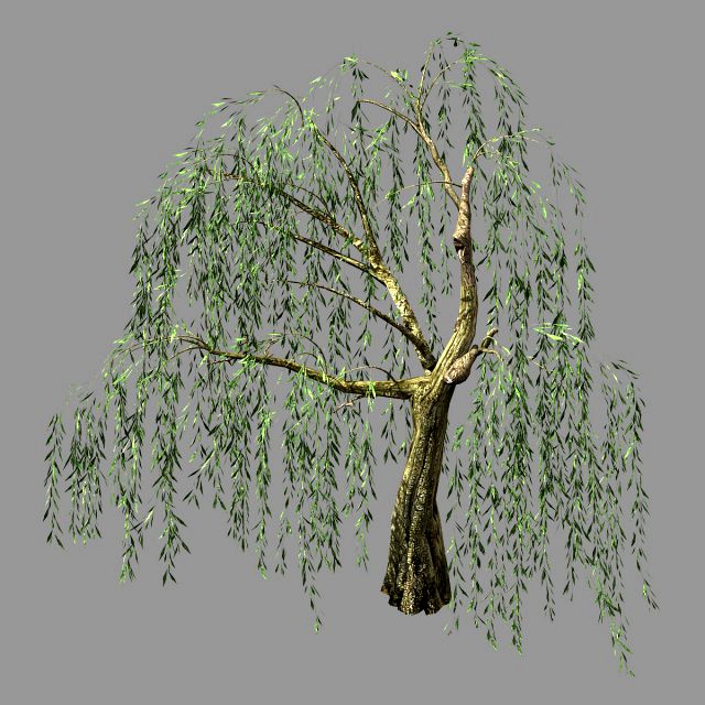 hundred forests-plants-willow 05