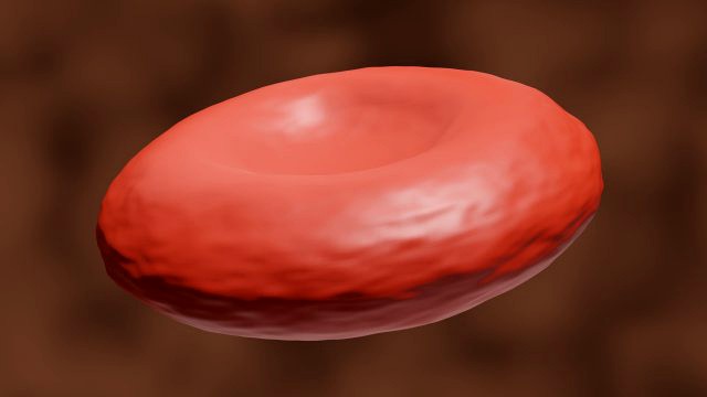 3d red blood cell or rbc model