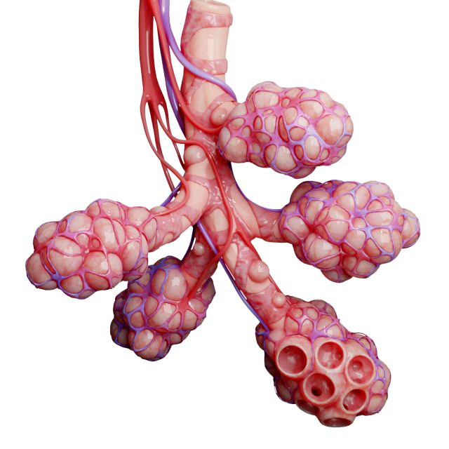 realistic human bronchi alveoli anatomy