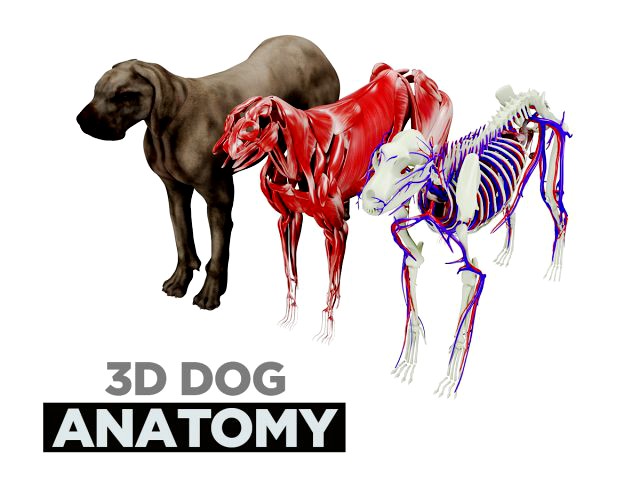 dog anatomy with internal organs - 4k textures