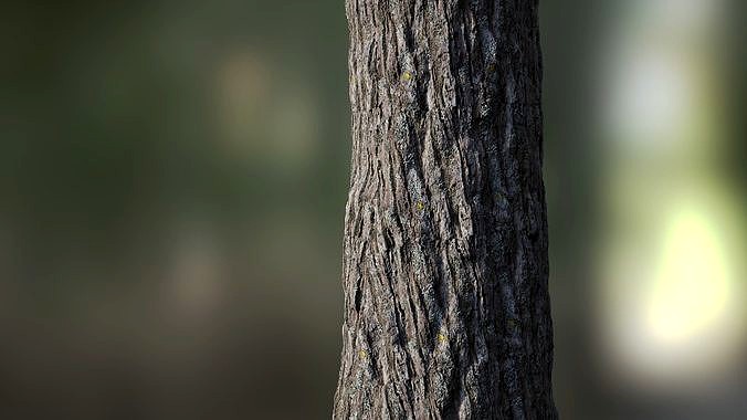 Tree Bark Seamless 0