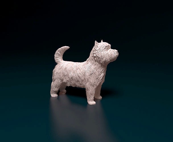 West highland white terrier | 3D