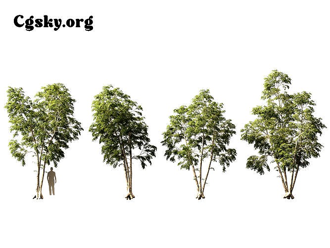 Betula pendula - European white birch 03 Tree