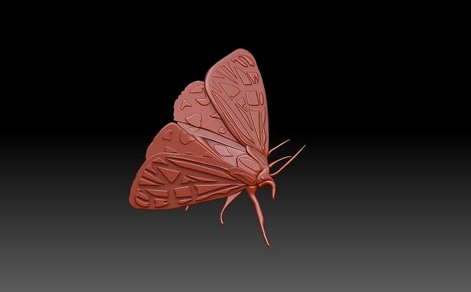 Moth butterfly | 3D