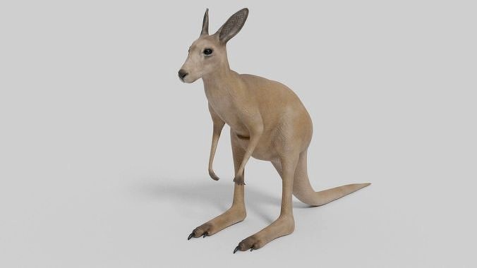 3D Kangaroo Model
