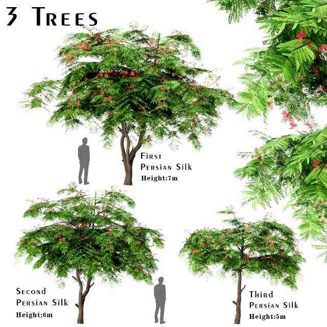 set of persian silk trees albizia julibrissin 3 trees